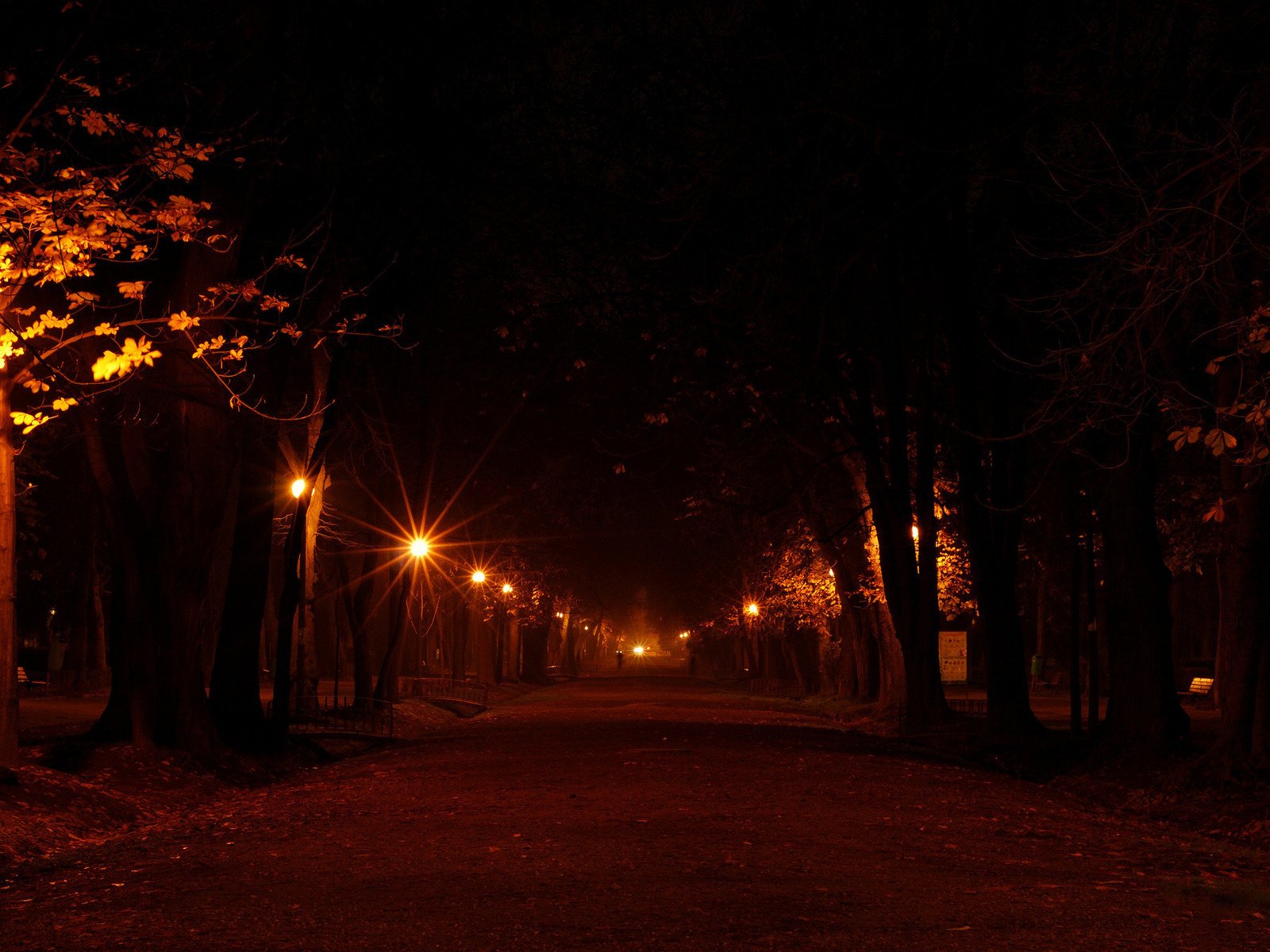 aleja światła drzewa park ulica latarnie noc tło nowy jork światła miast