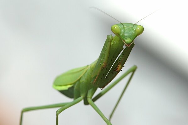 Fotografowanie makro owadów modliszki