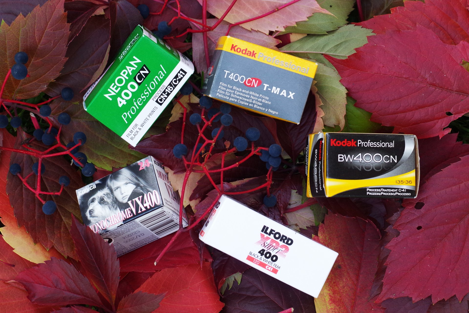 folie fotograficzne liście jagody