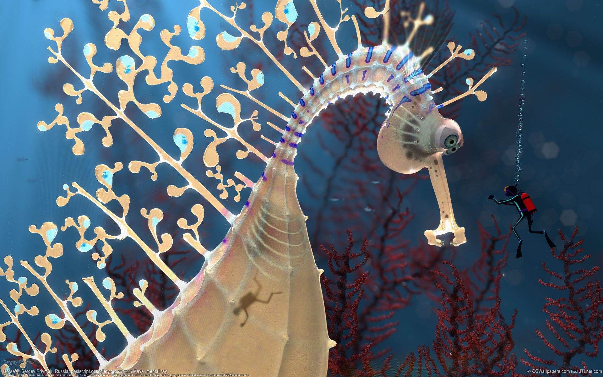 konik morski głębokość płetwonurek płetwonurek podwodny świat