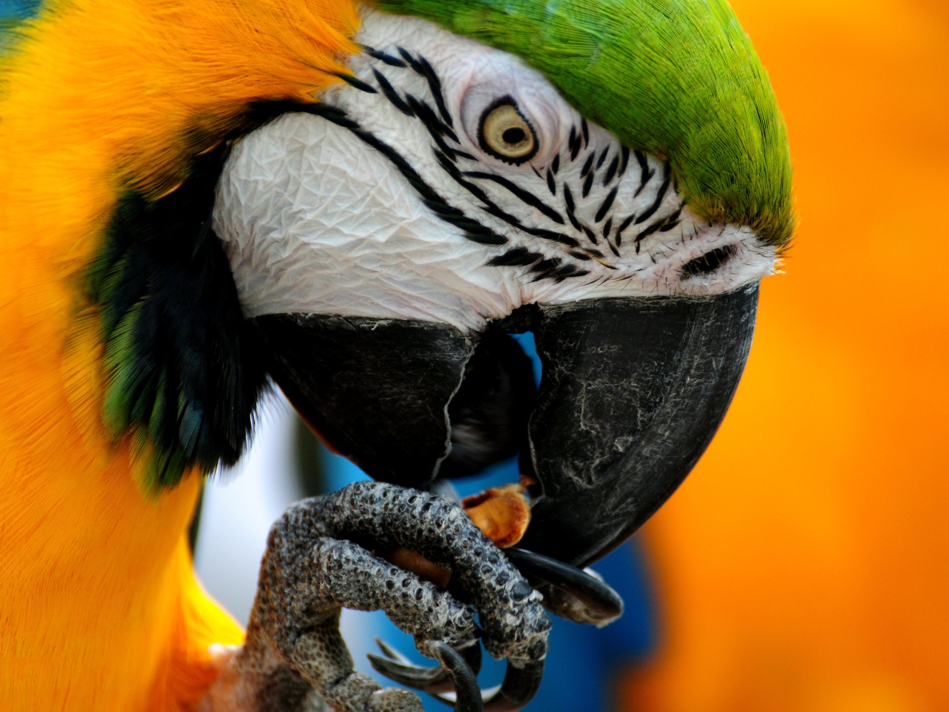 ppopugai ptak kolory