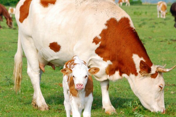 Krowa z małym cielakiem na pastwisku