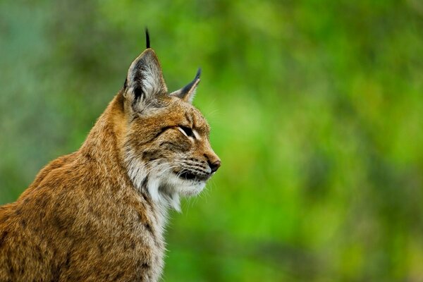Zdjęcie dzikiego kota rysia w profilu