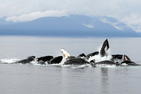 Wieloryby w oceanie na tle gór Alaski