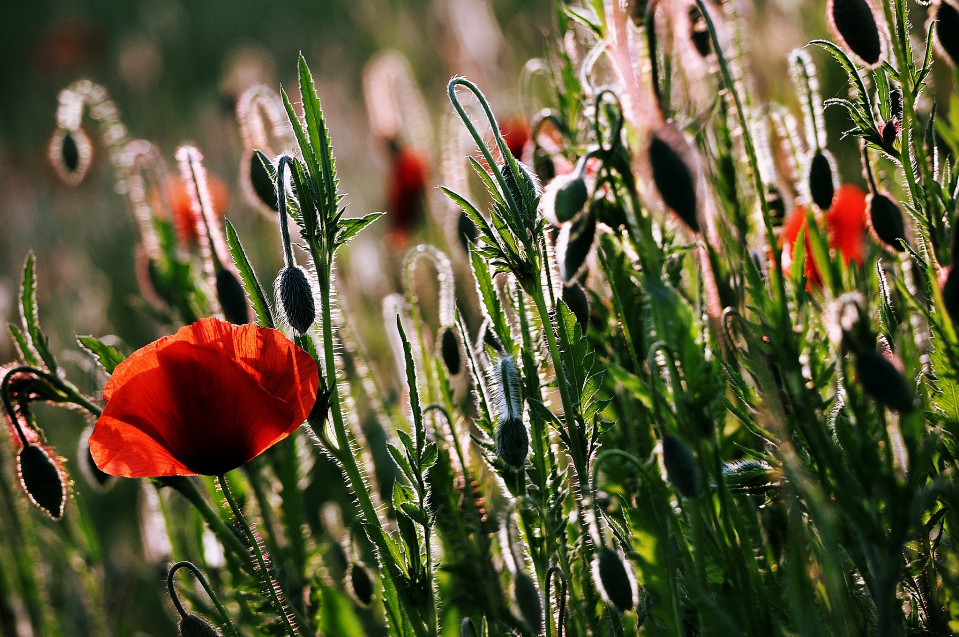 kwiaty maki natura lato