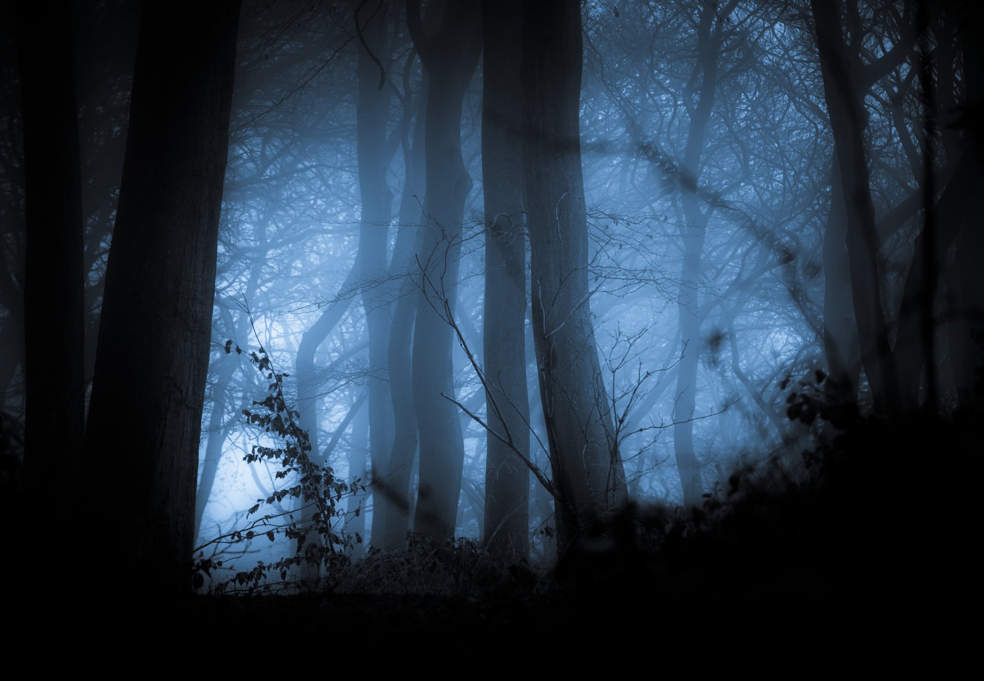 las drzewa mgła jesień