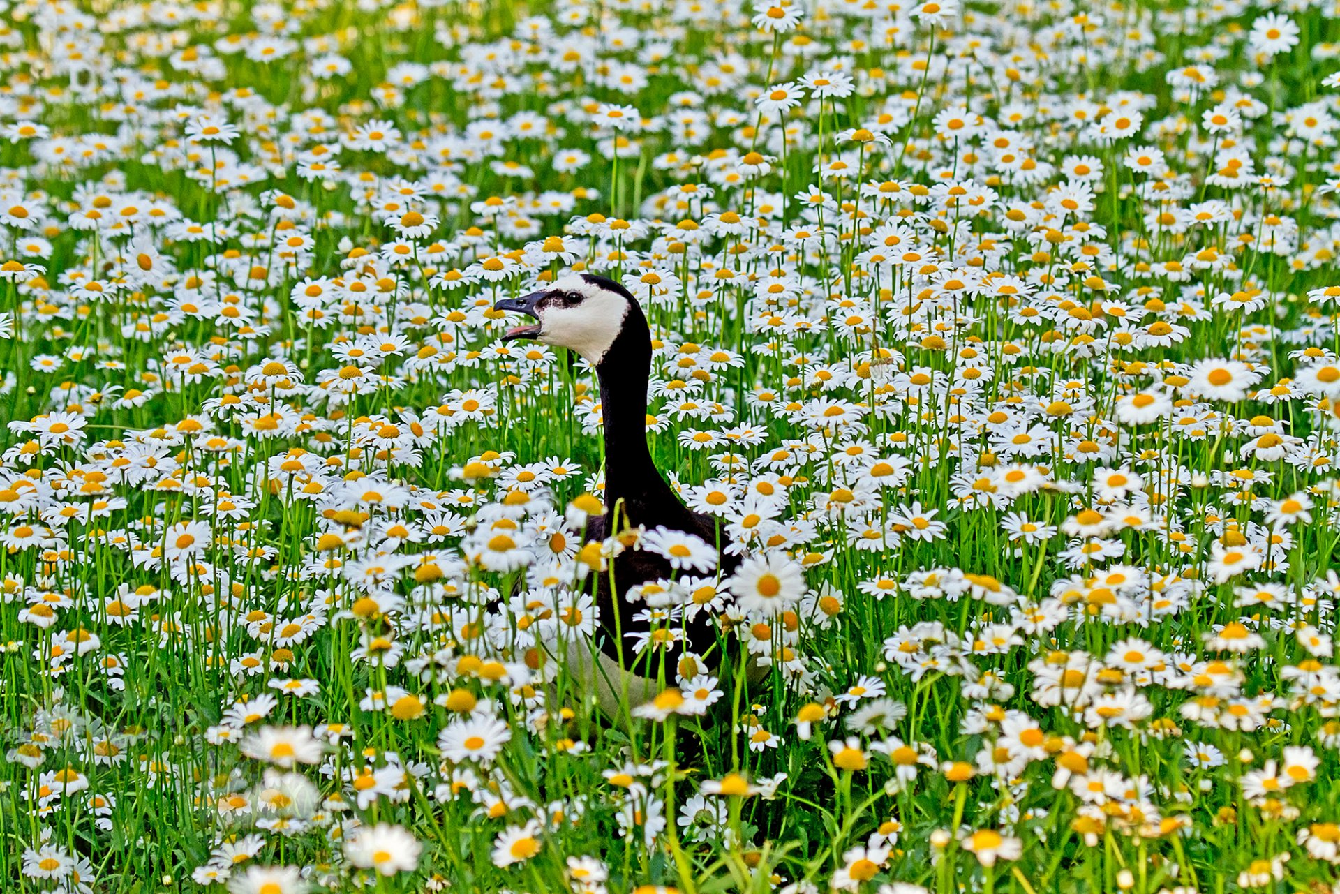 pole stokrotki drób gęś