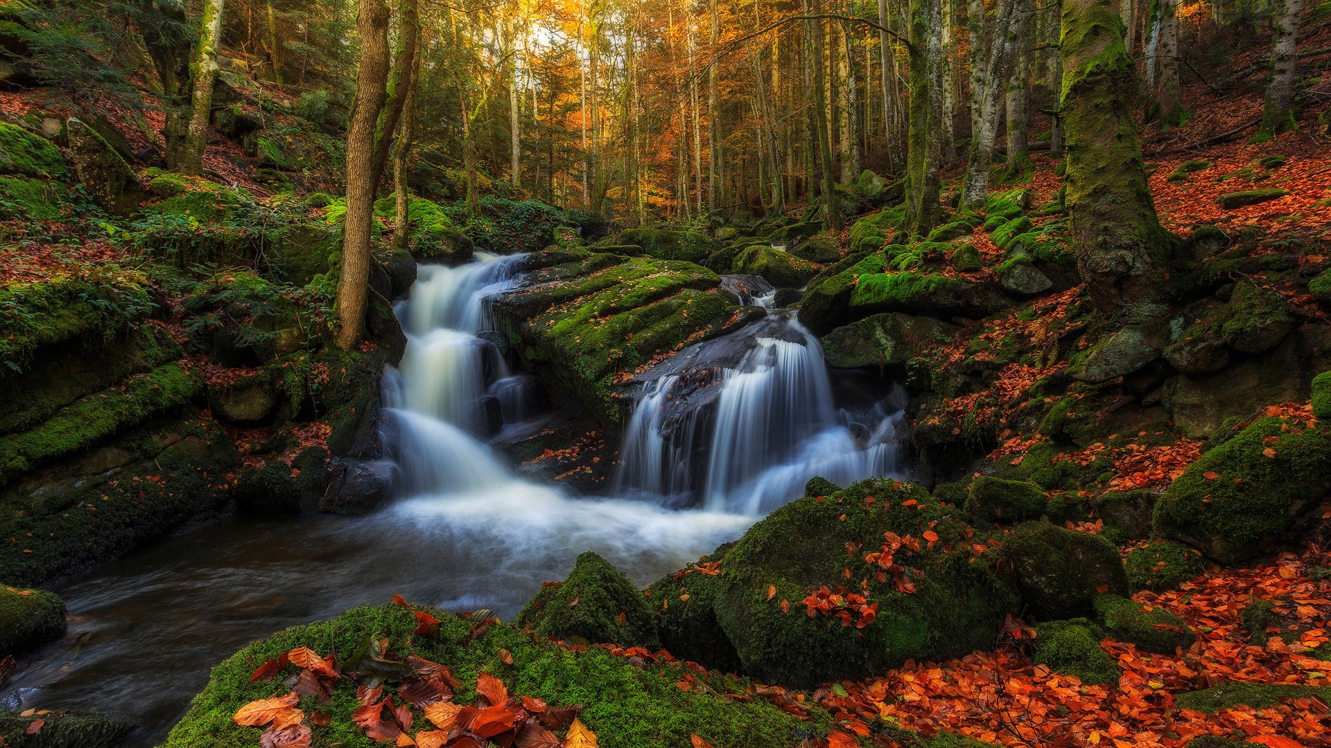 francja region owernia jesień las drzewa liście strumień strumienie woda ekstrakt kamienie mech