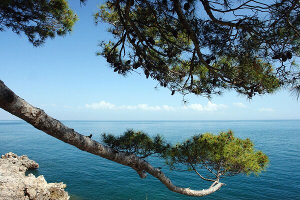 Gałąź sosny wygina się nad morzem