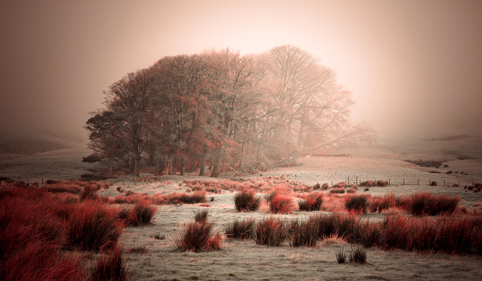 niebo mgła drzewa szron trawa krzewy