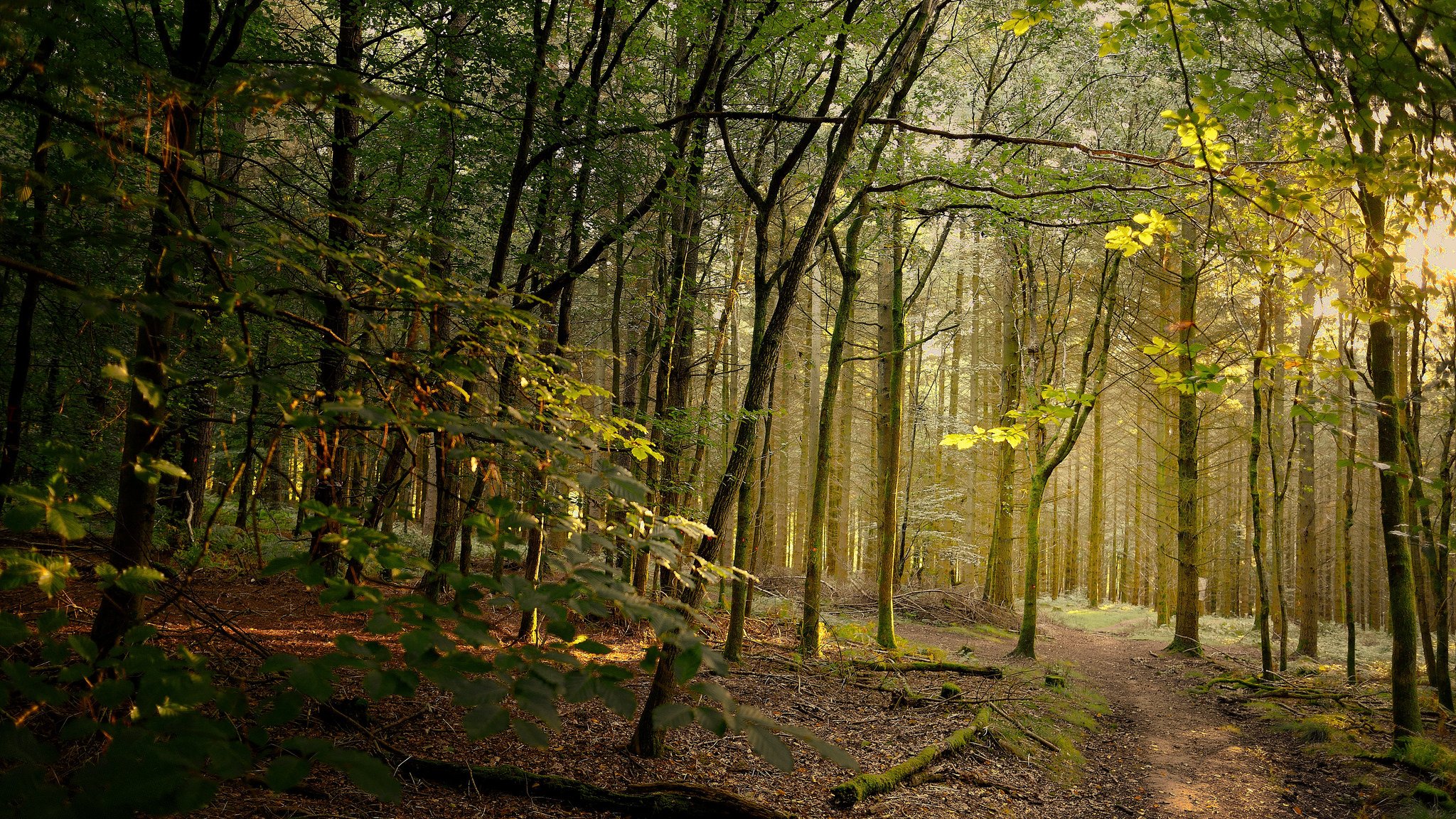 las ścieżka słońce