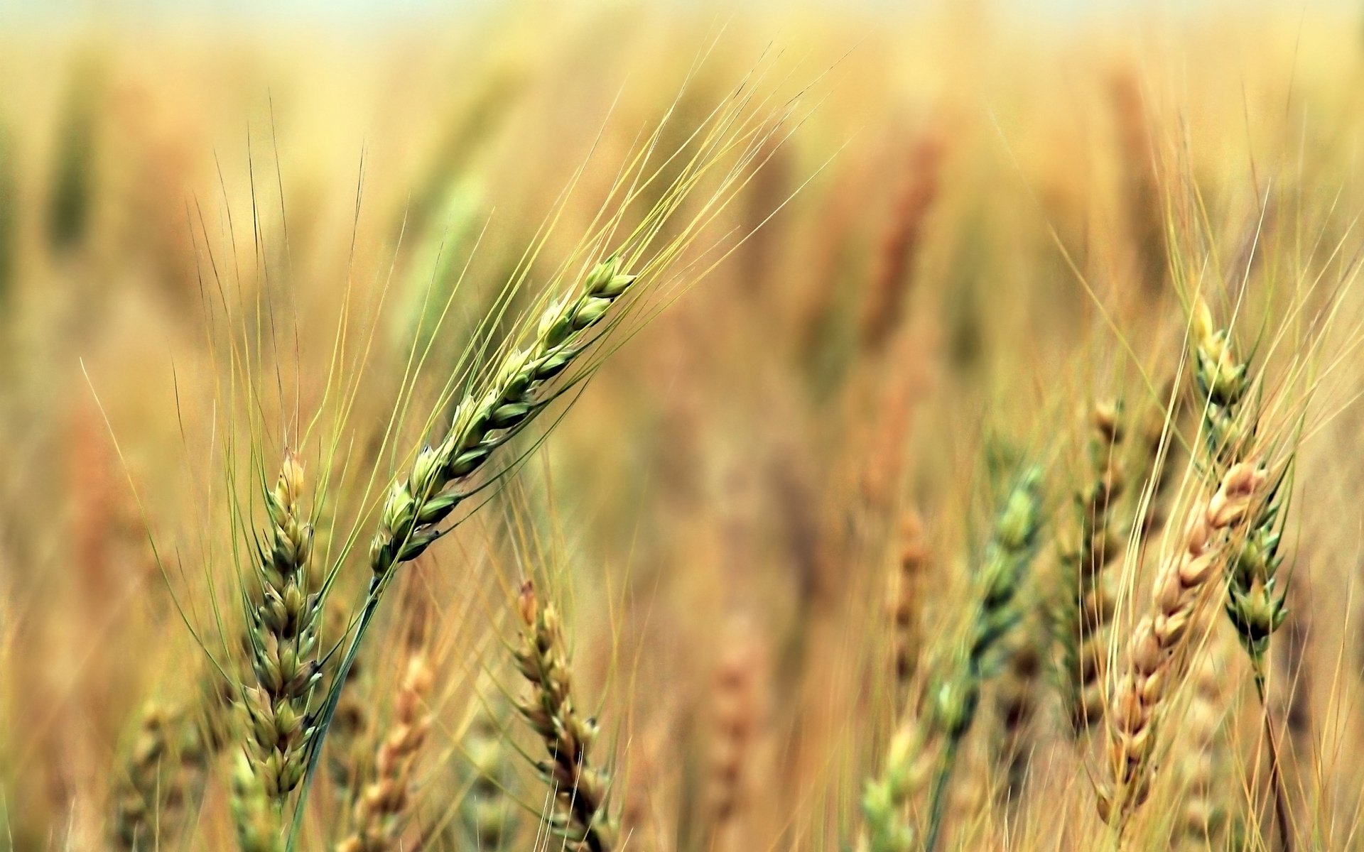 kłosy żyto zboża pole zbiory