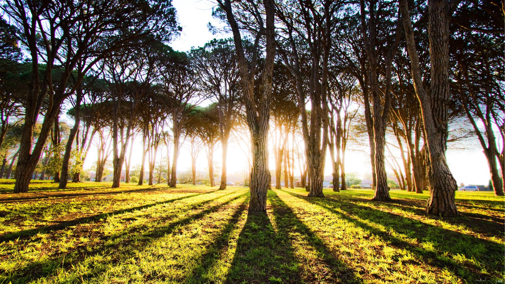 las drzewa pnie światło słońce promienie poranek świt