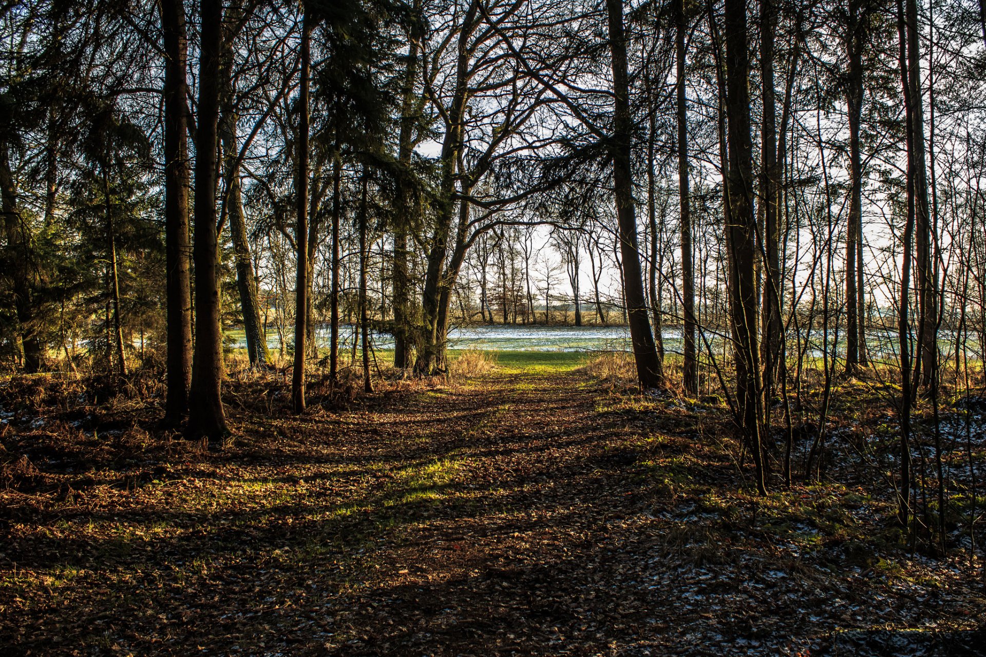 las park drzewa szron