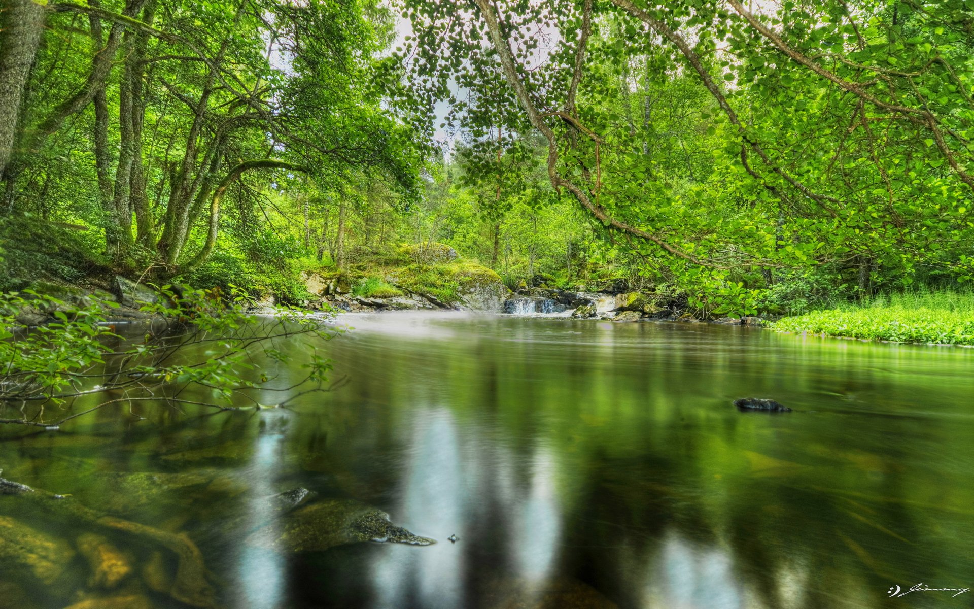 las staw drzewa liście