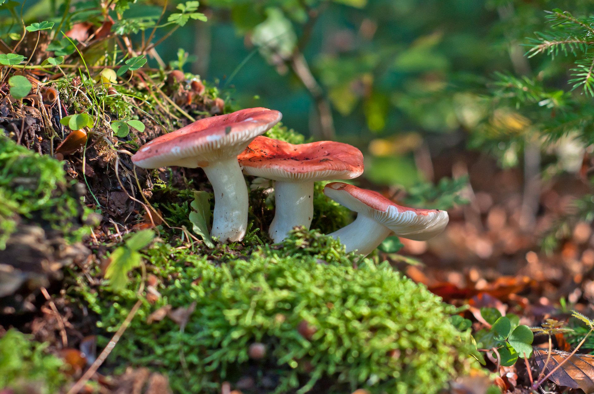 russula grzyby makro