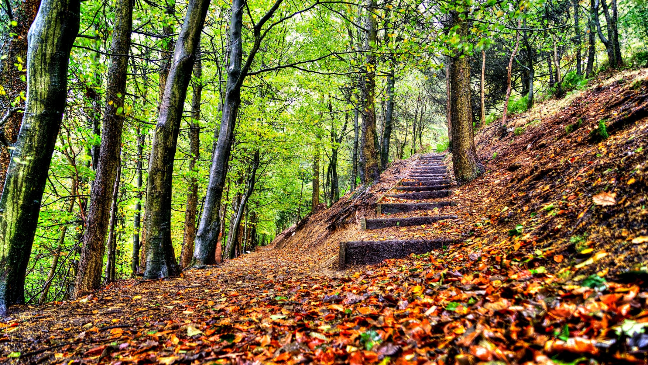 liście drzewa las park kroki jesień spacer hdr natura