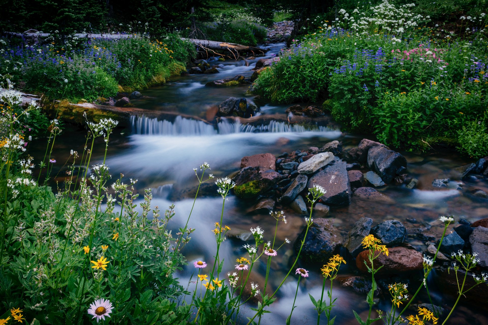 melody creek mount rainier waszyngton park narodowy mount rainier strumień kwiaty kamienie