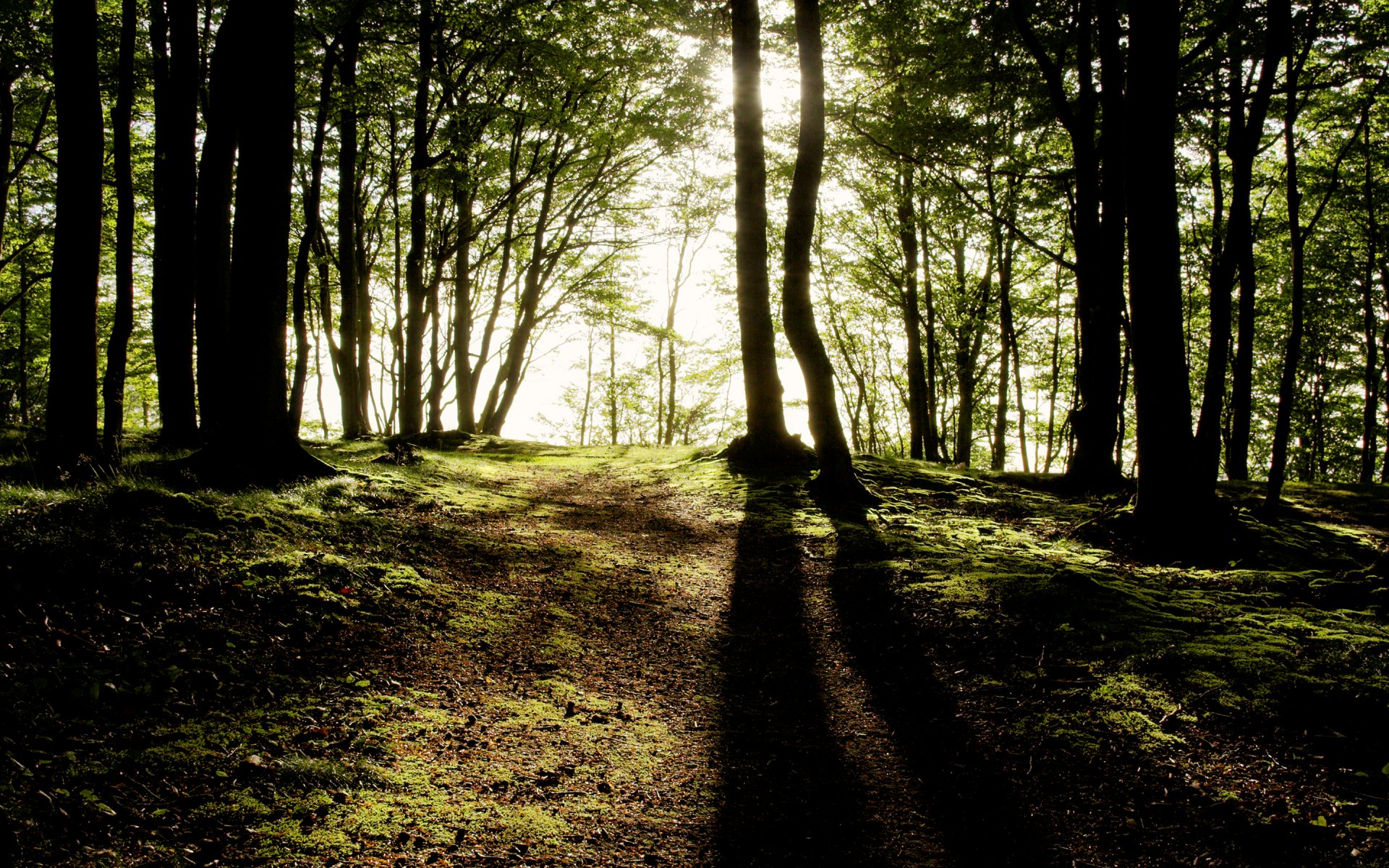 las drzewa promienie słońca światło cienie