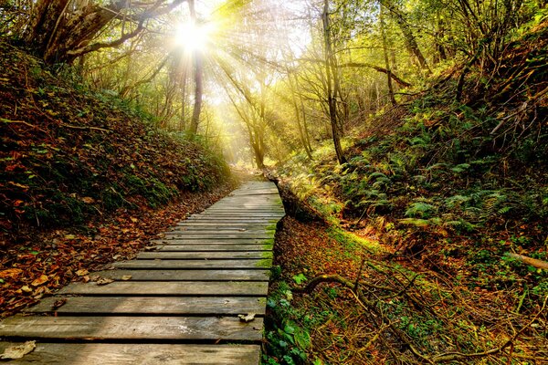 Krajobraz szlaku zachodu Słońca w porze jesiennej