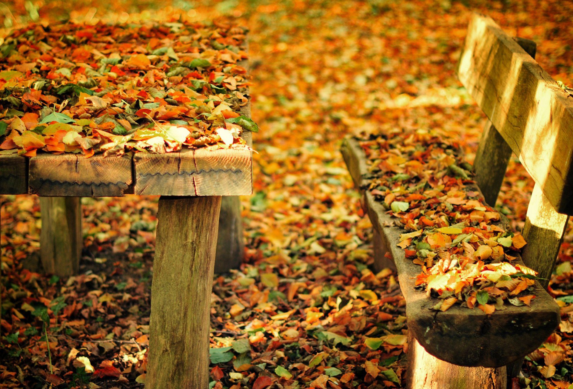 jesień natura park ławka ławka ławka stół liście