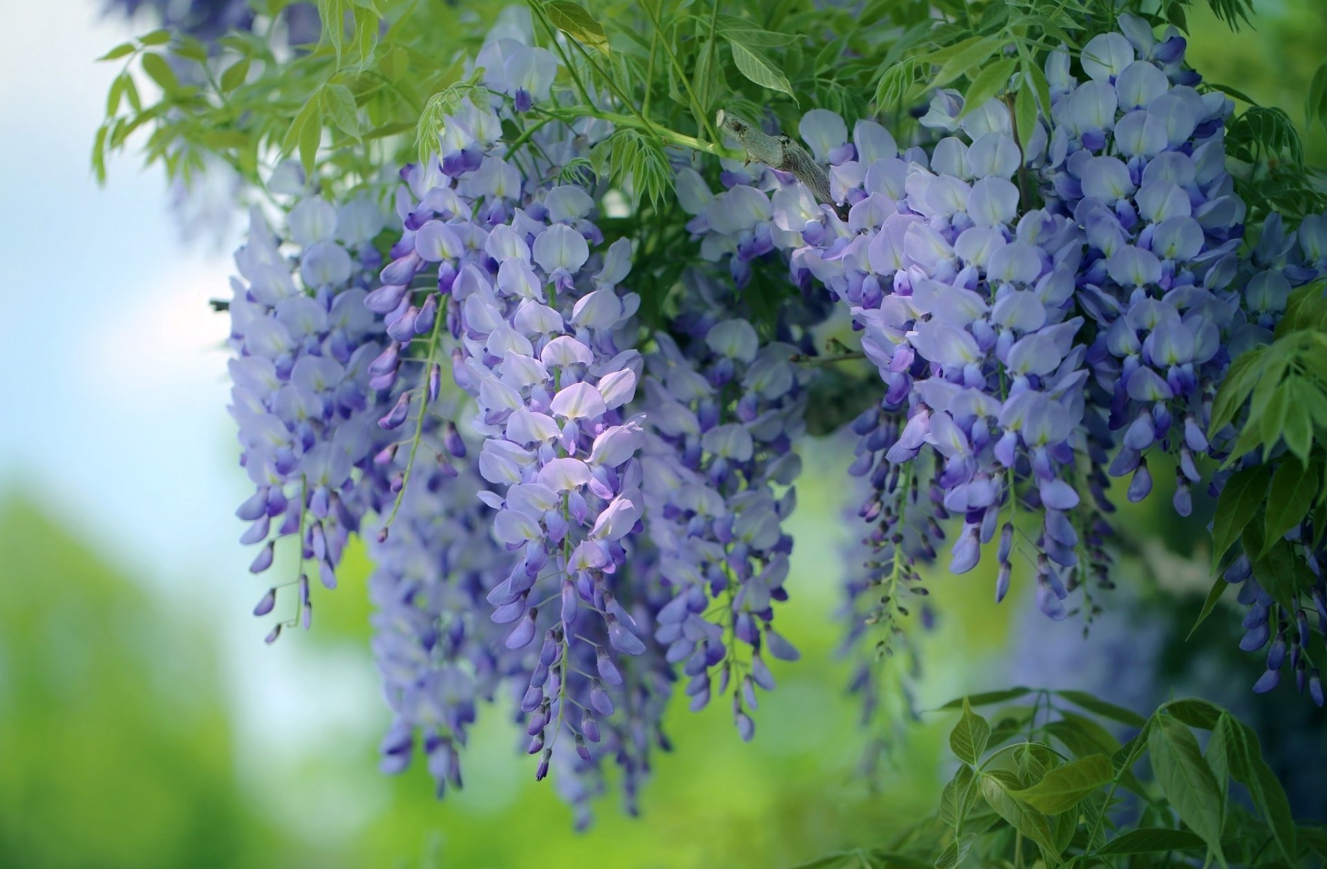 kwiaty wisteria wisteria
