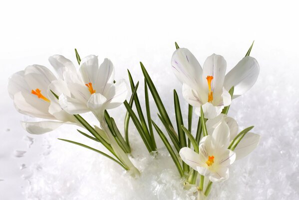 Białe krokusy w śniegu