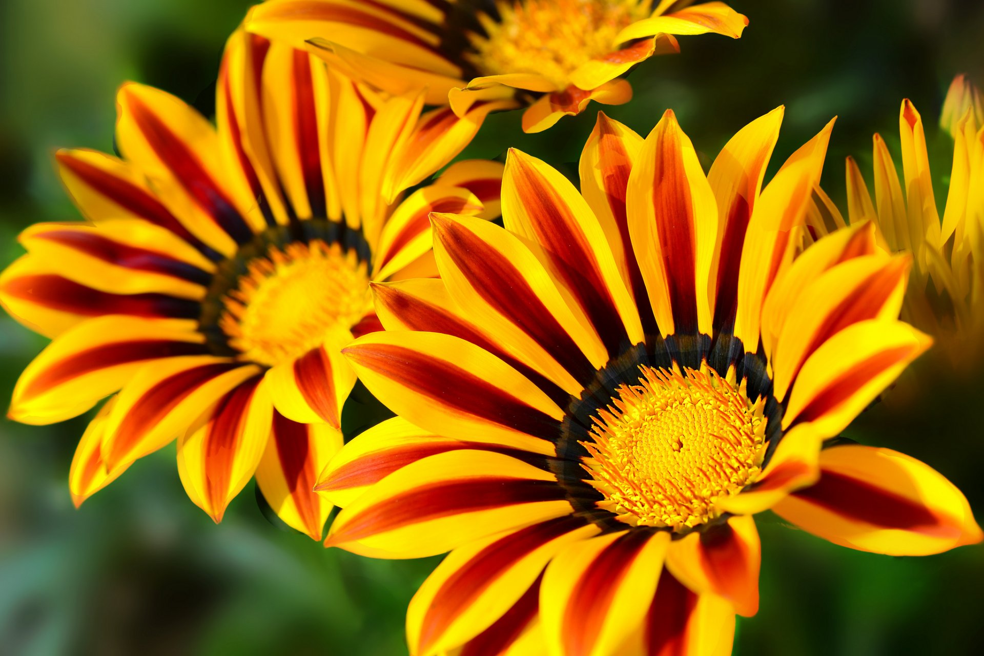 gazania makro płatki