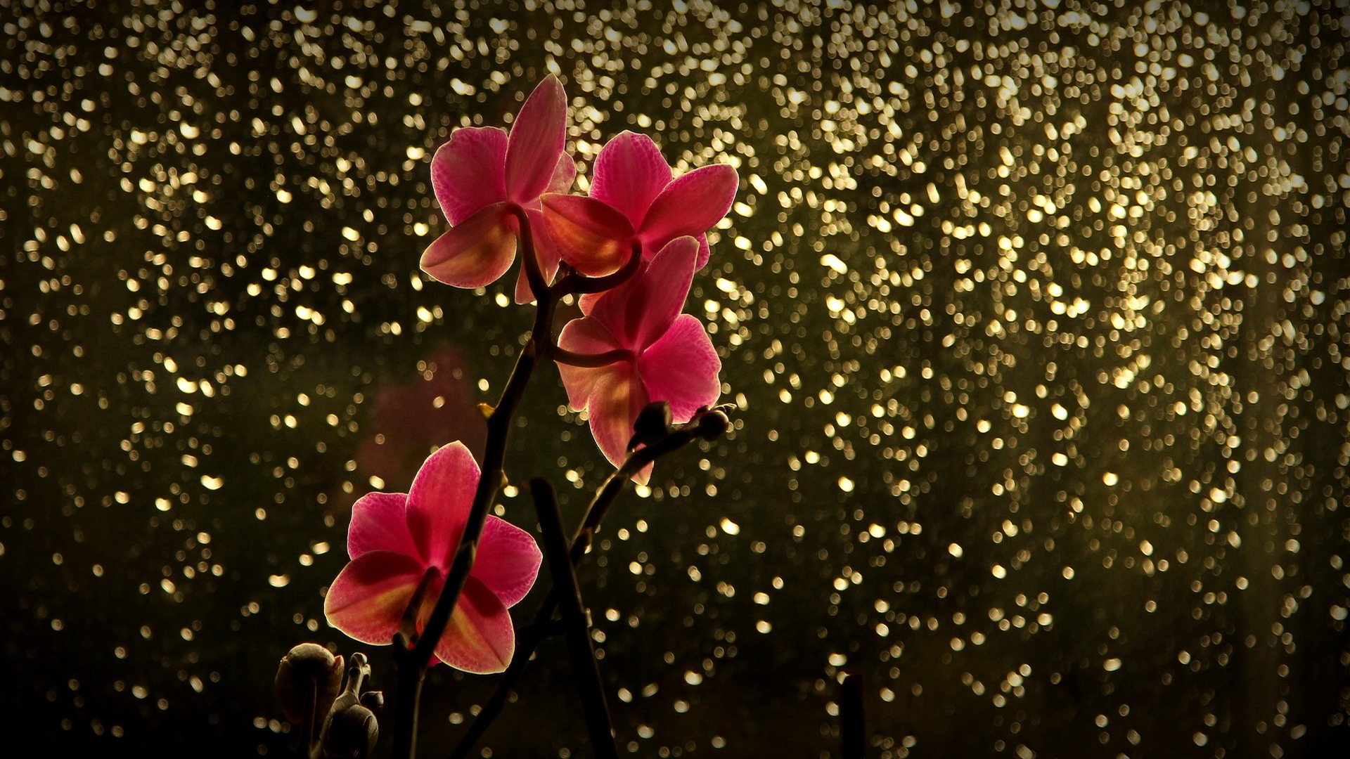 gałąź kwiat orchidea czerwony pasemka