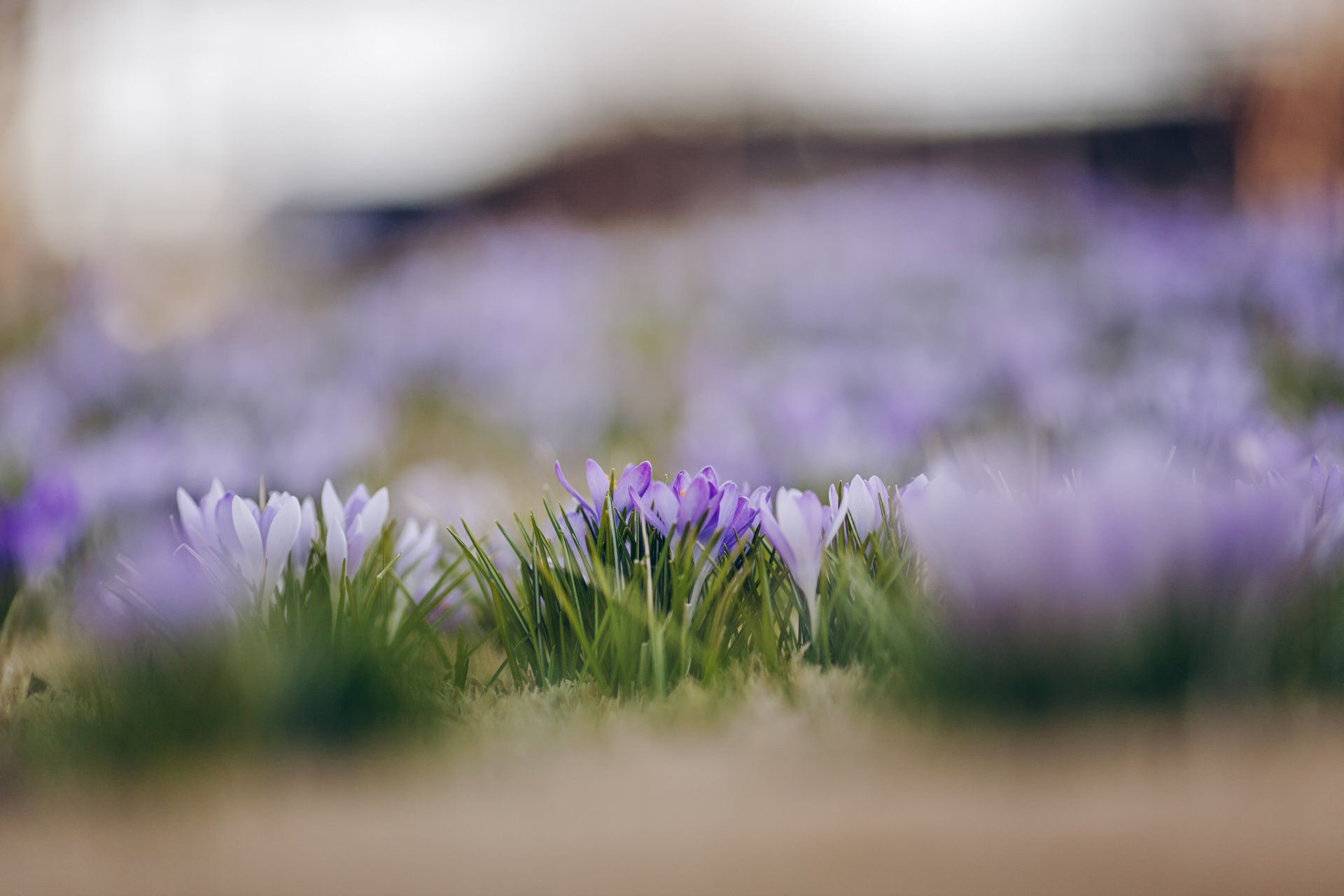 krokusy biały liliowy płatki kwiaty wiosna makro ostrość rozmycie