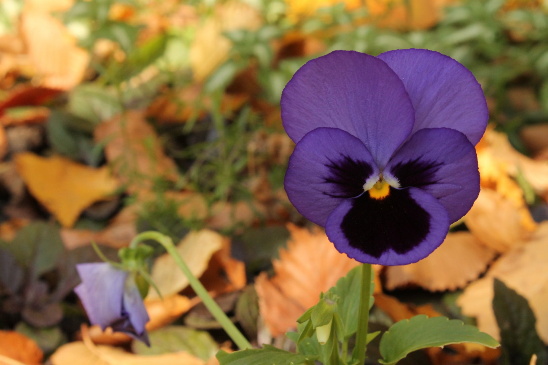 fiołek fiolet kwiat jesień