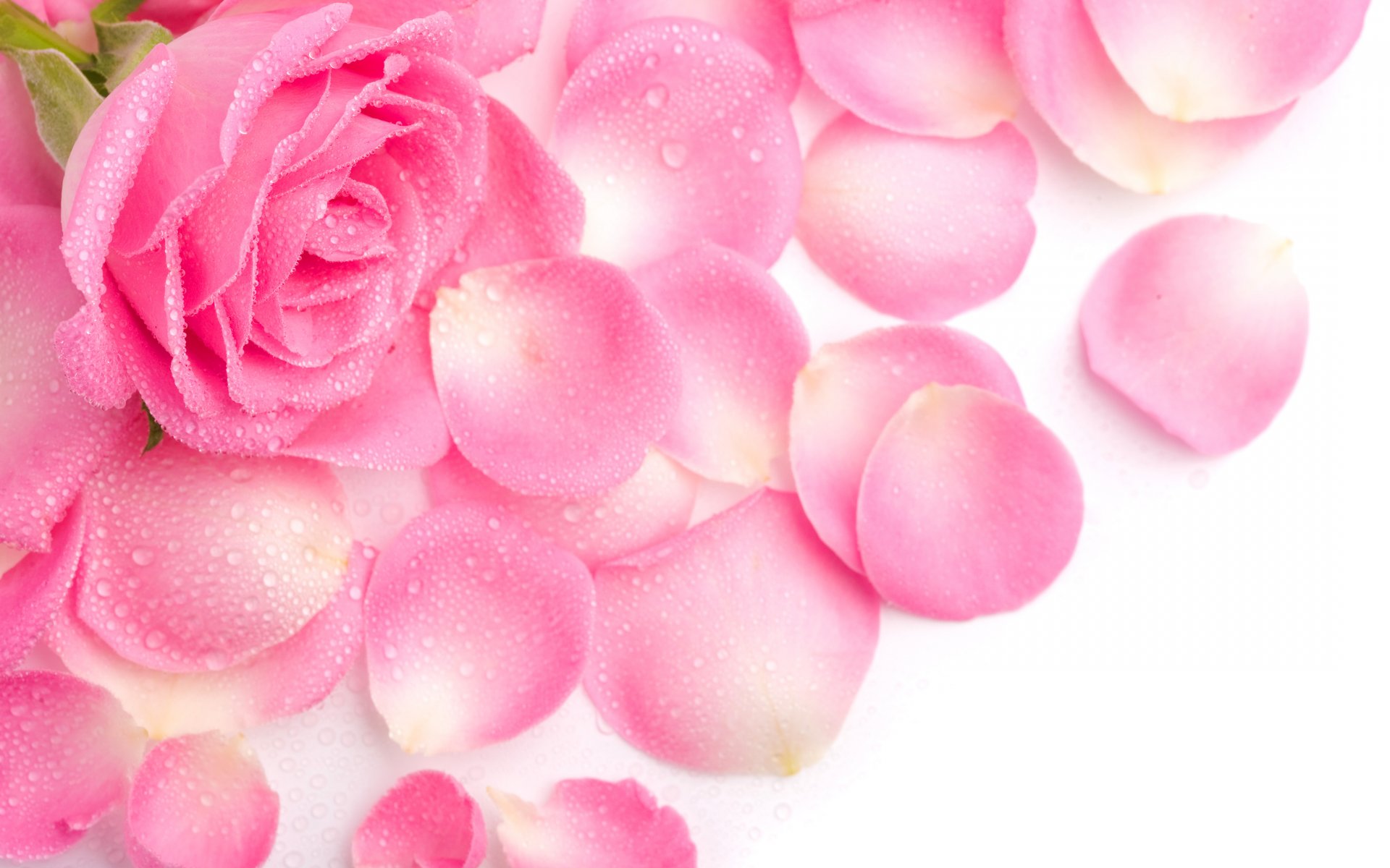 róża płatki różowa rosa