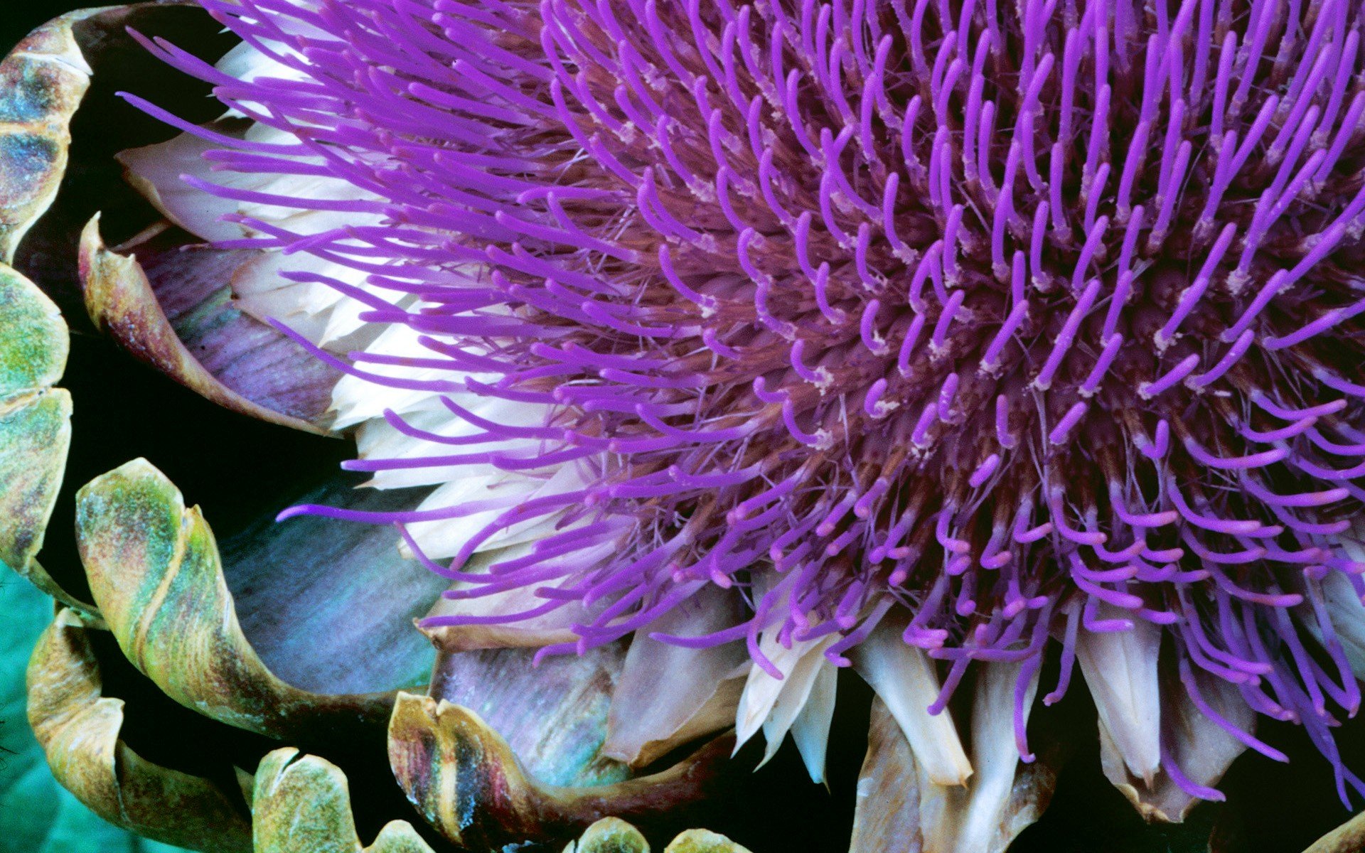 windows 7 siedem roślina kwiat