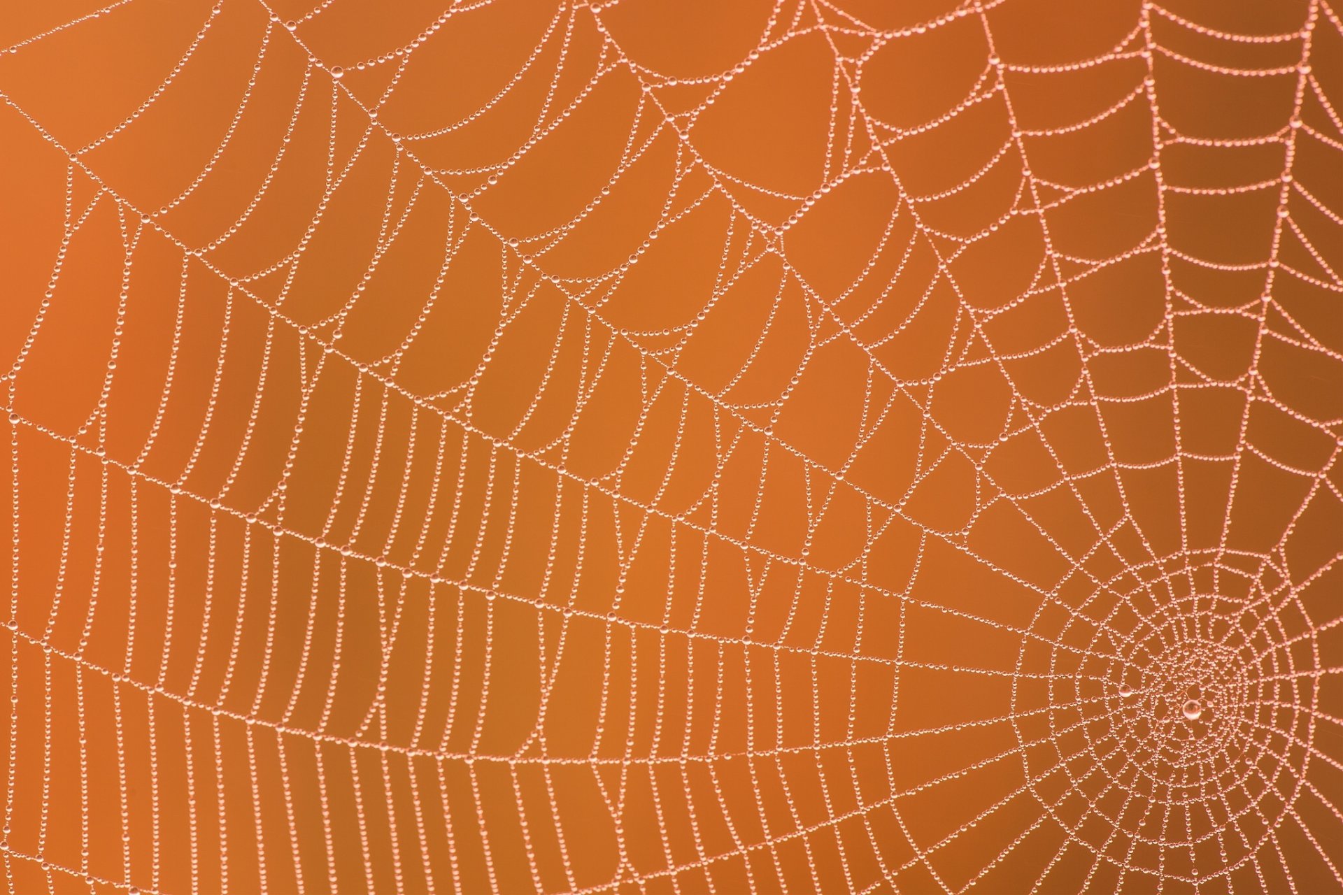 pajęczyna rosa krople makro tło