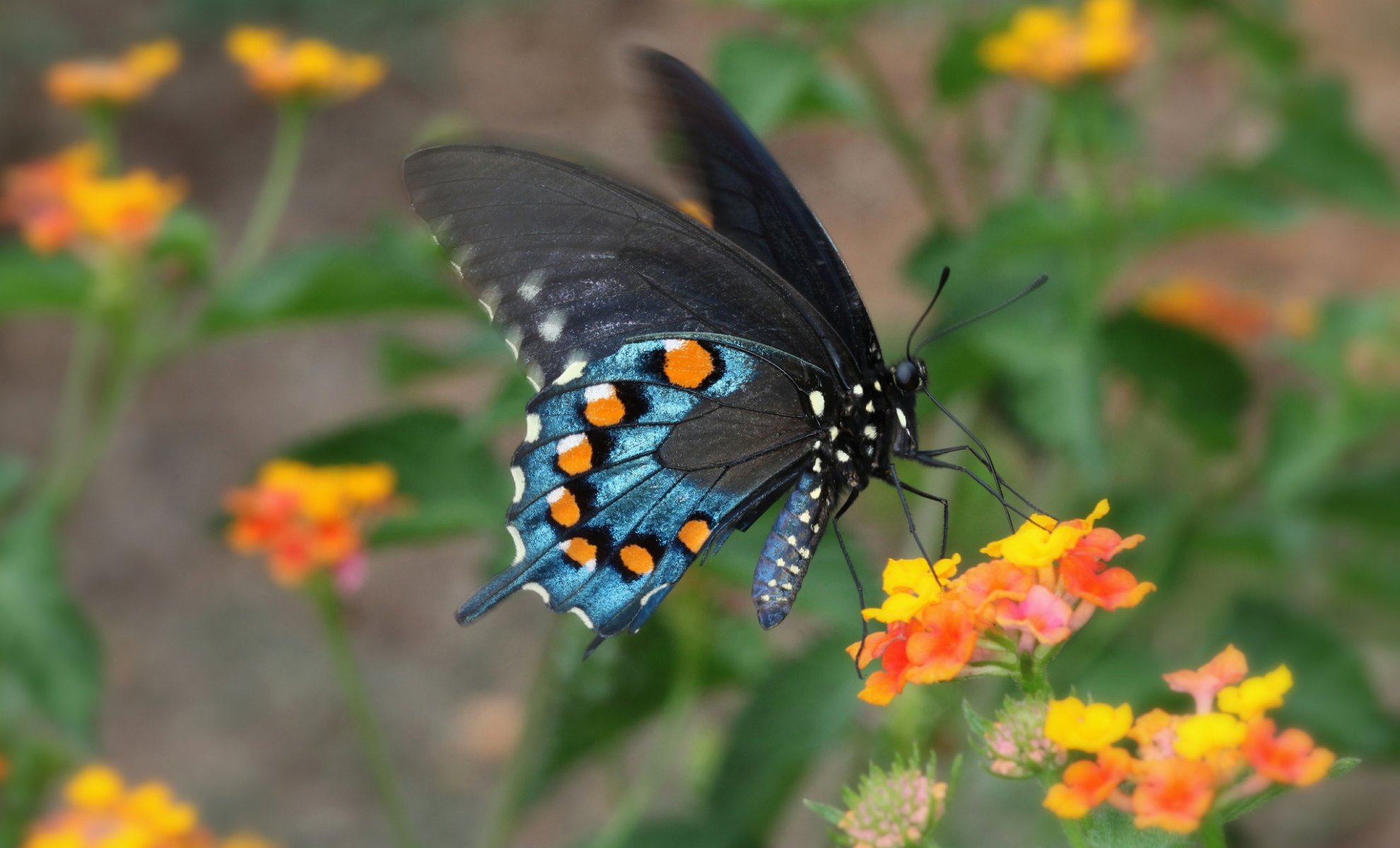 natura kwiat motyl ćma