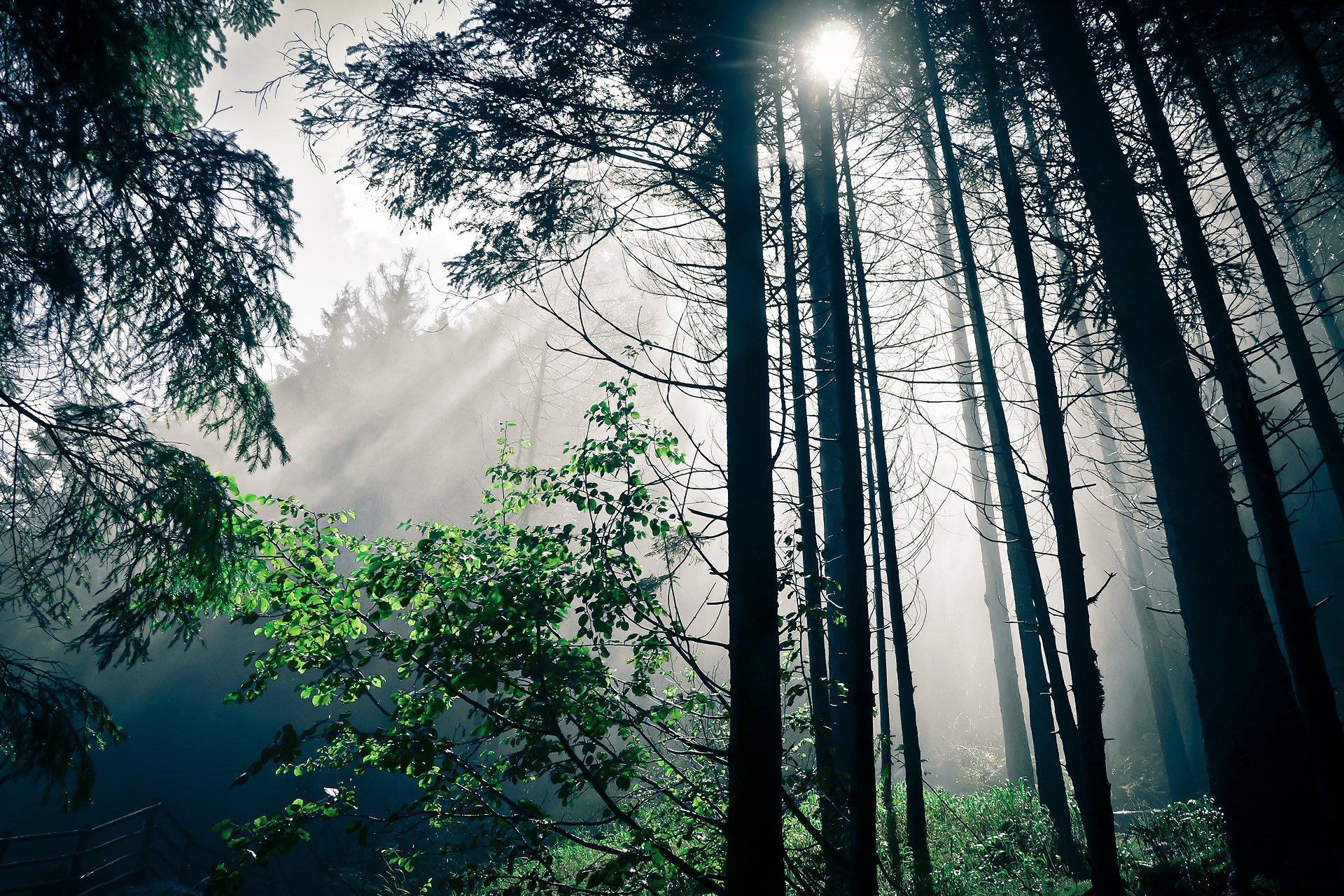 natura las światło drzewa słońce