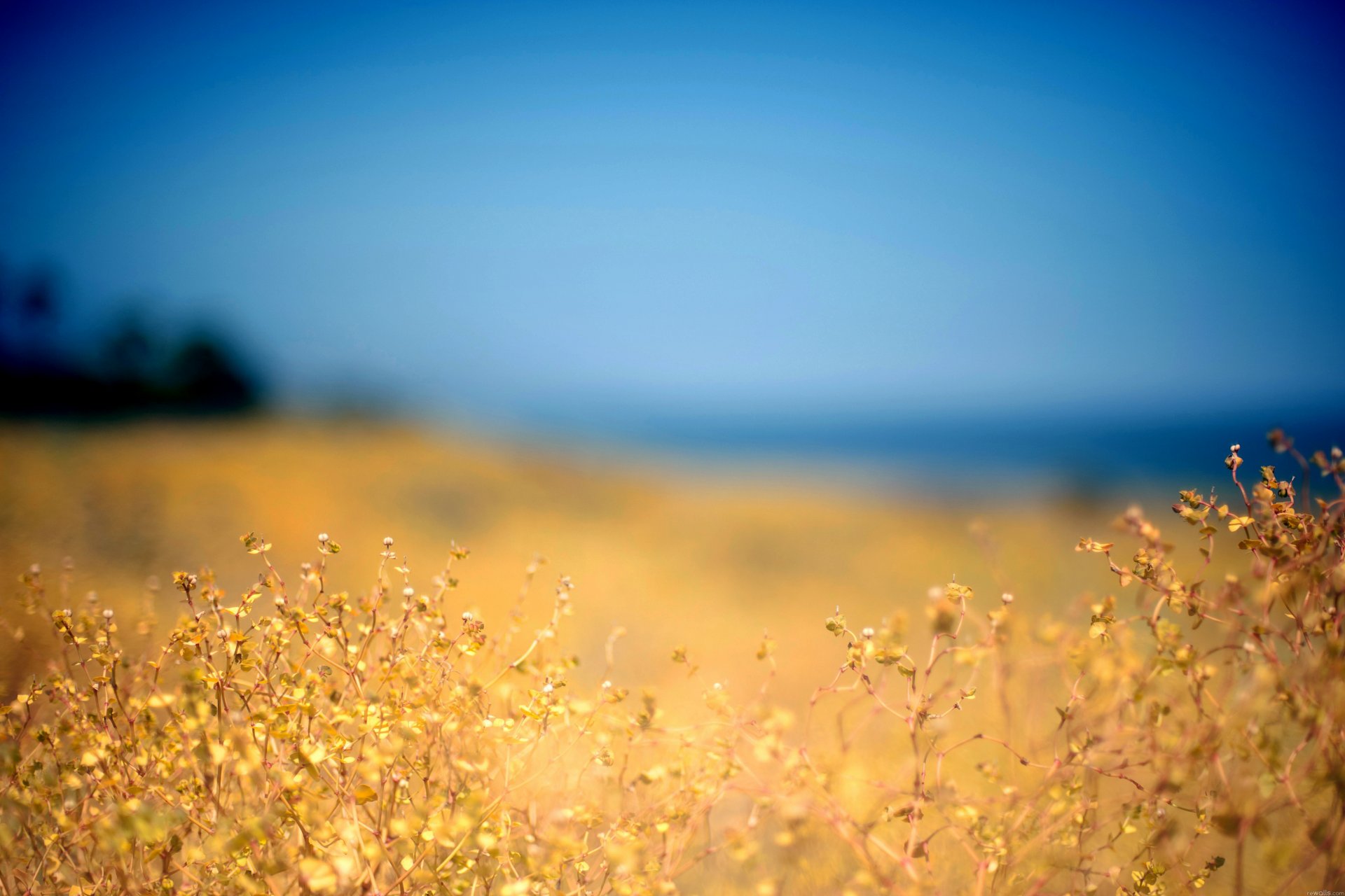 niebo natura pole roślina