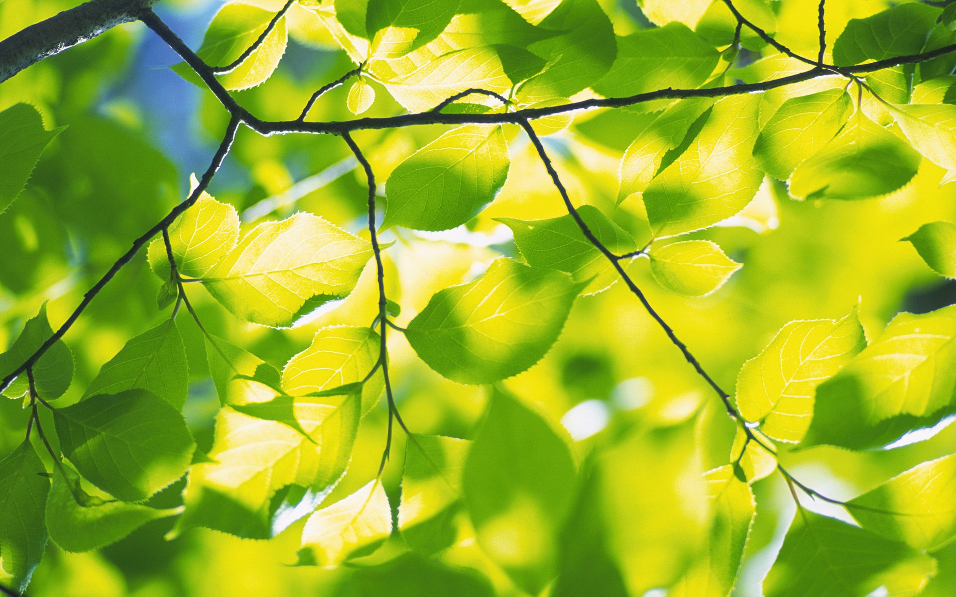 natura wiosna liście liście zieleń świeżość gałąź gałęzie drzewo