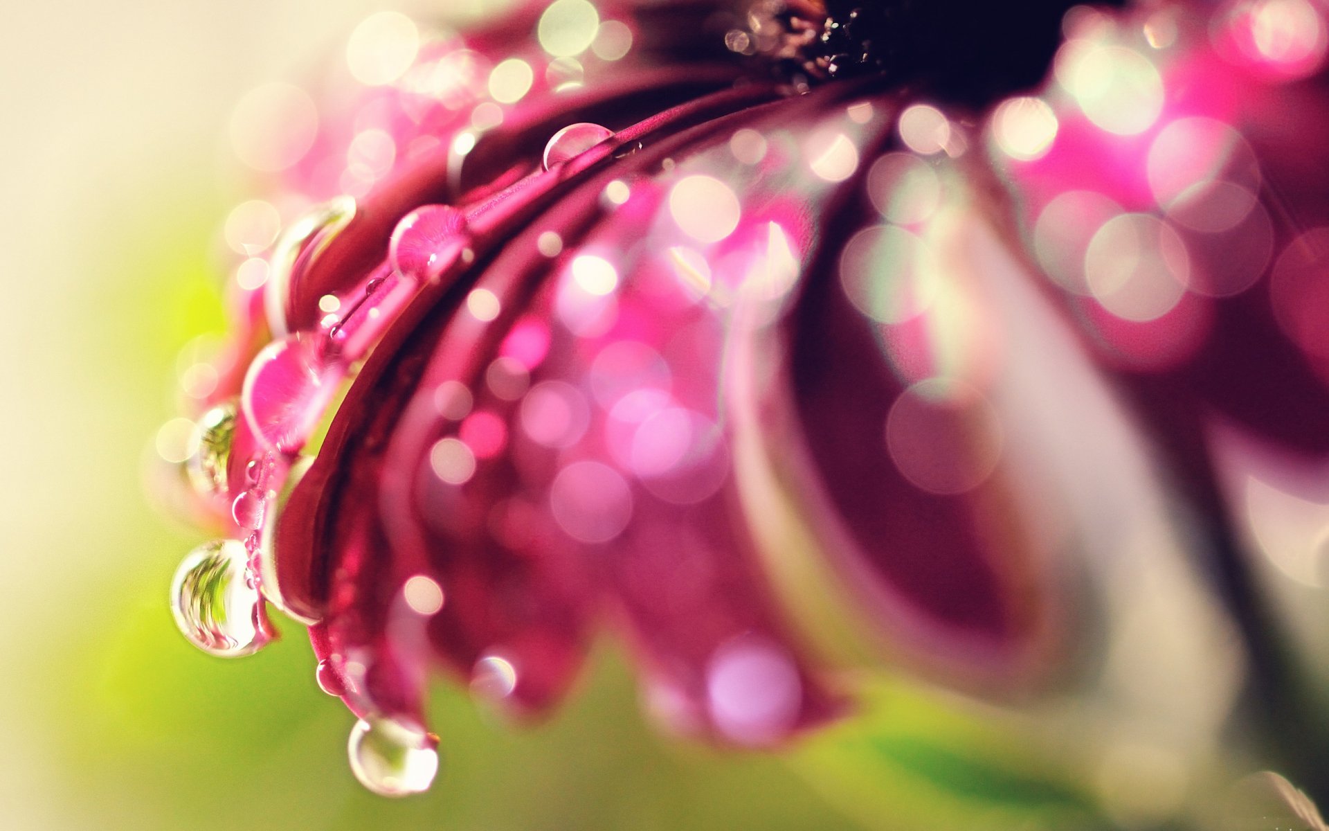 kwiat płatki krople woda rosa