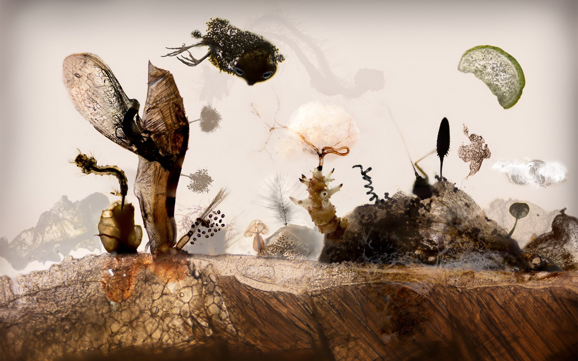 mikroskopia krajobraz owady nasiona ryby mięso