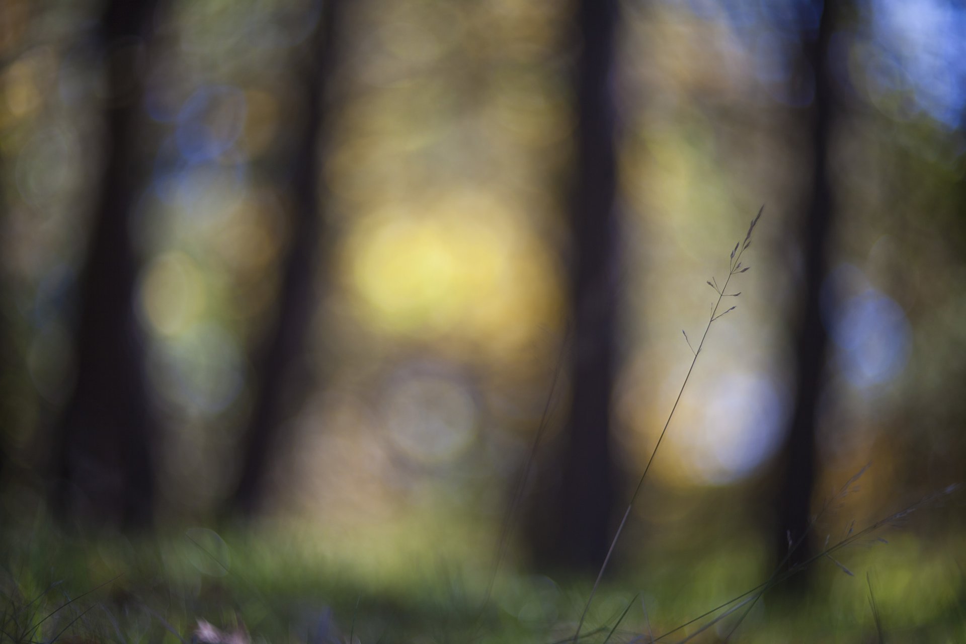 łodyga trawa makro ostrość blask rozmycie