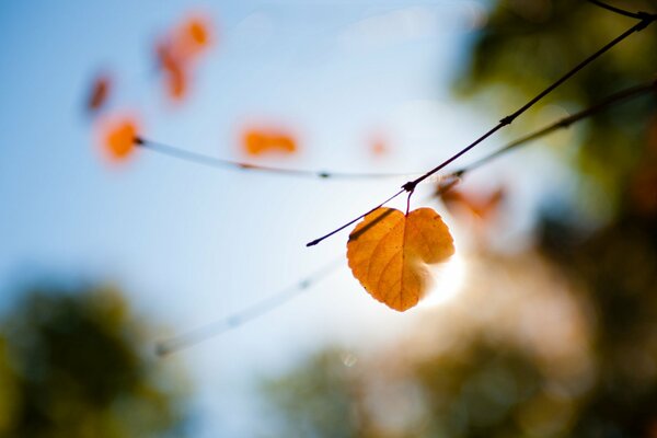 Żółty liść na rozmytym tle