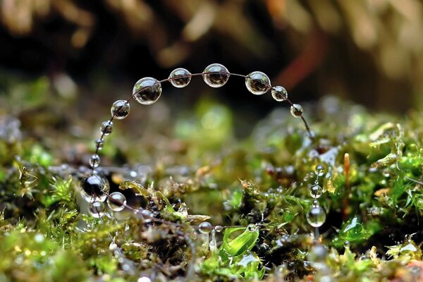 Gałąź w lesie z kroplami wody