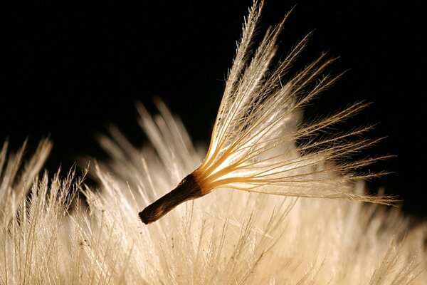 Nasiona mniszka lekarskiego latają i świecą