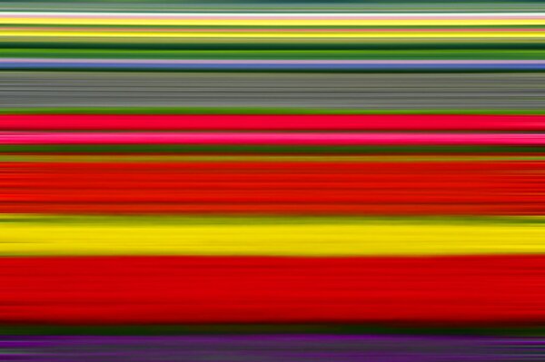 Plantacja z kolorowymi tulipanami