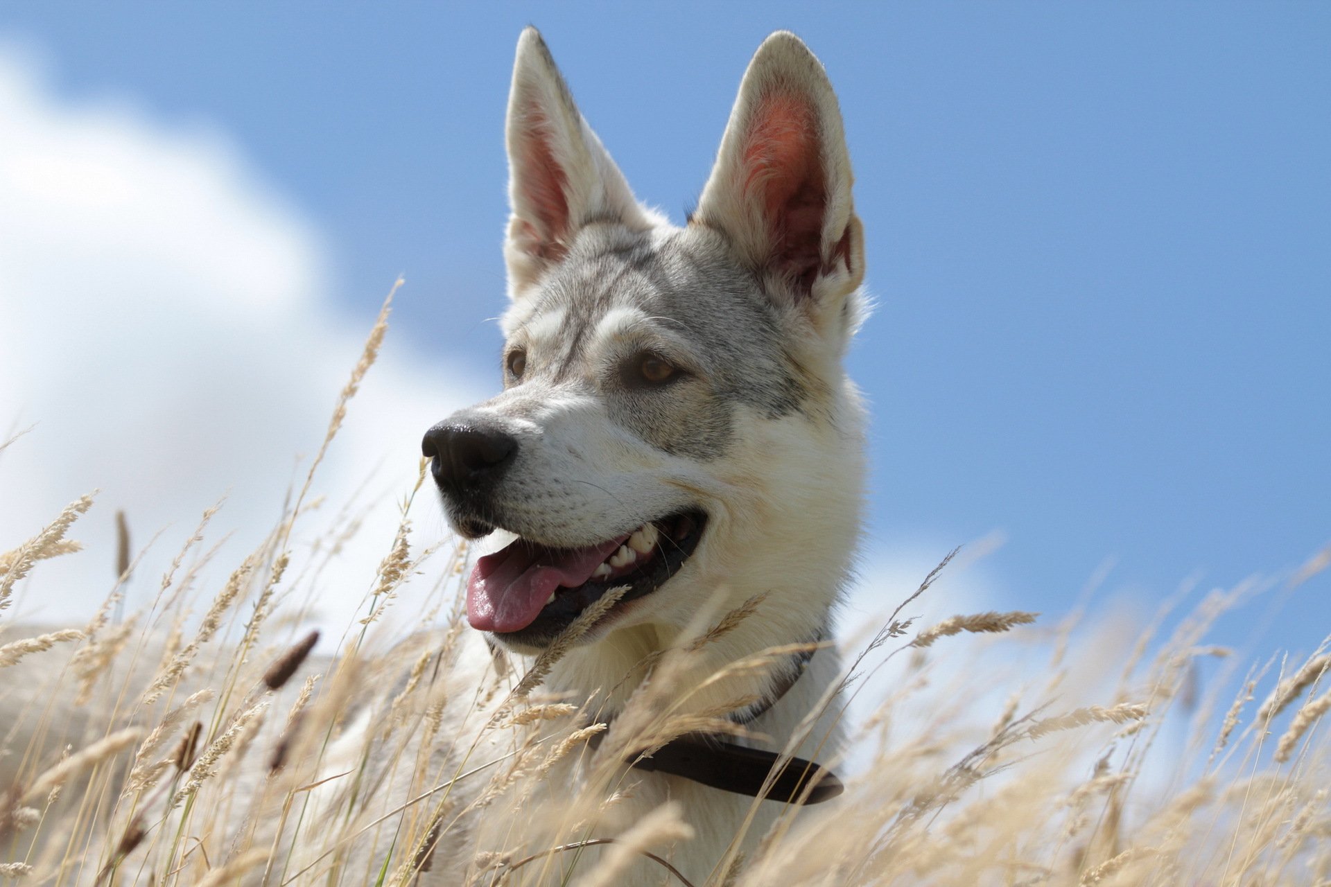 pies lato niebo trawa tło