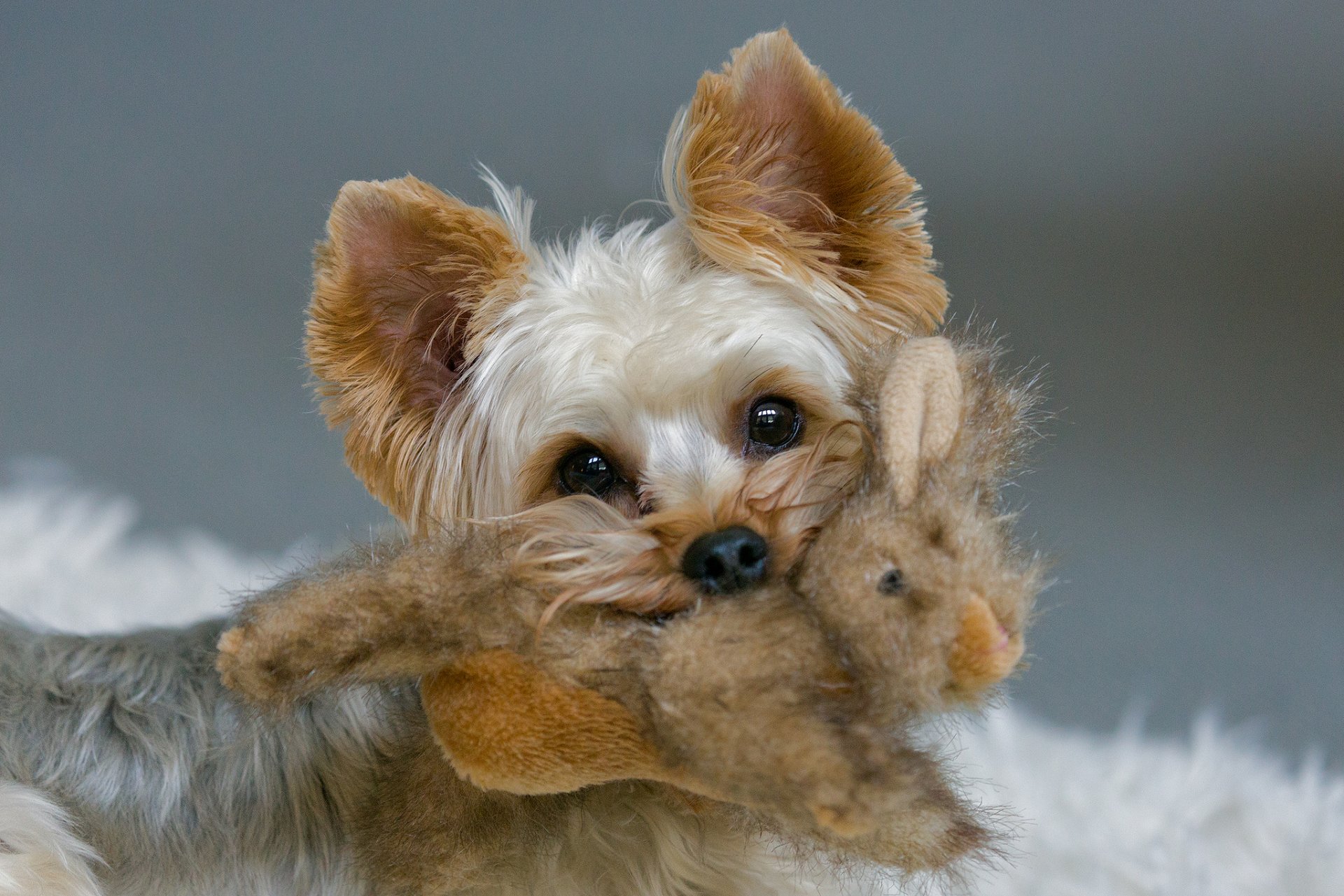 yorkshire terrier zabawka królik zdobycz