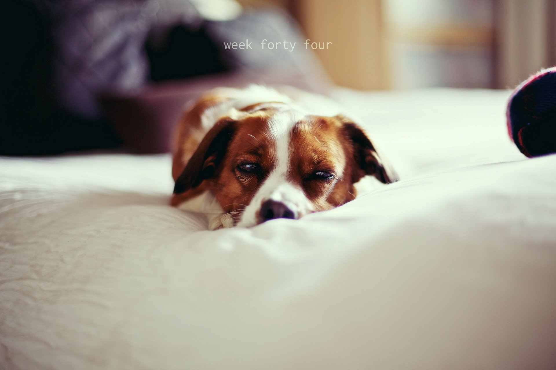 pies dom przytulność