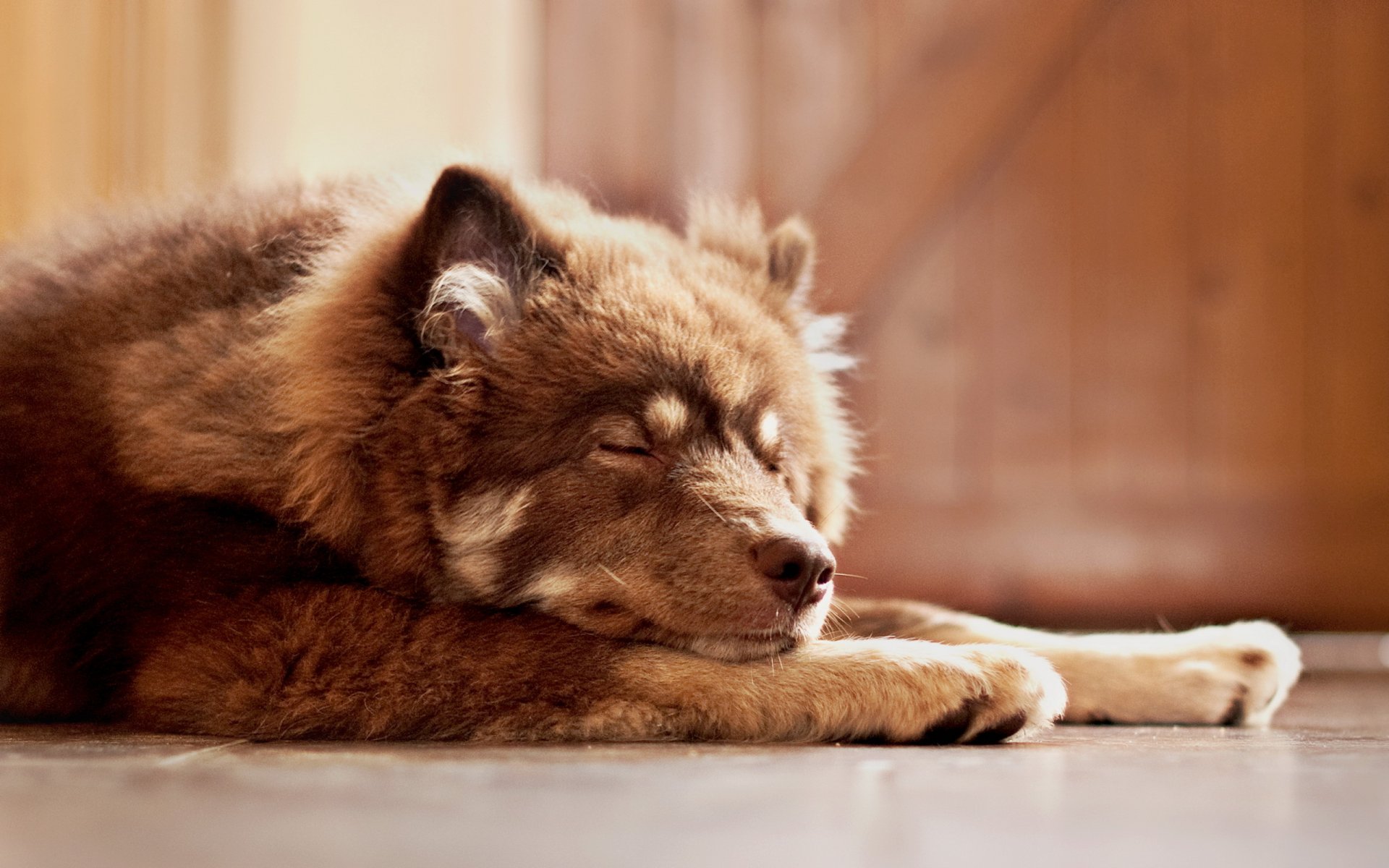 pies dom przytulność