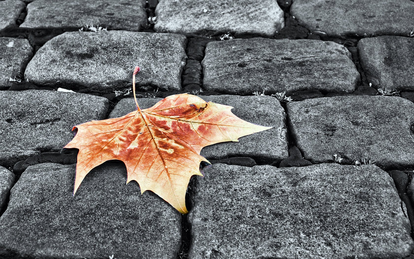 żółty liść liść jesień kostka brukowa